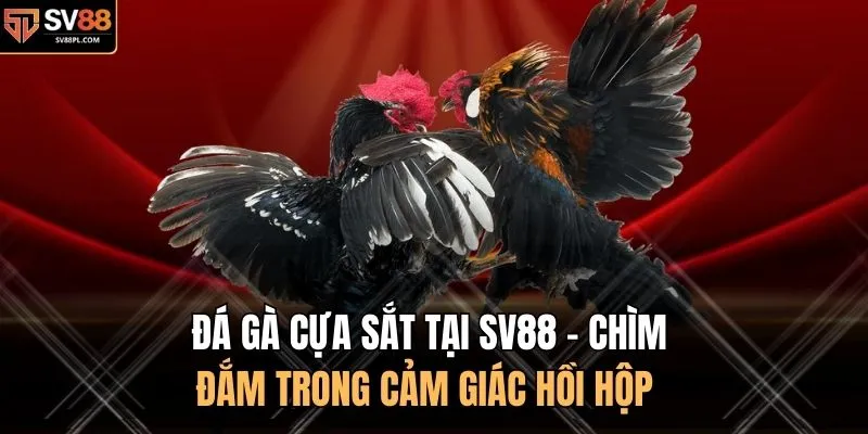 Đá Gà Cựa Sắt Tại SV88 - Chìm Đắm Trong Cảm Giác Hồi Hộp