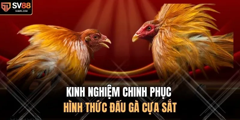 Kinh nghiệm chinh phục hình thức đấu gà cựa sắt 