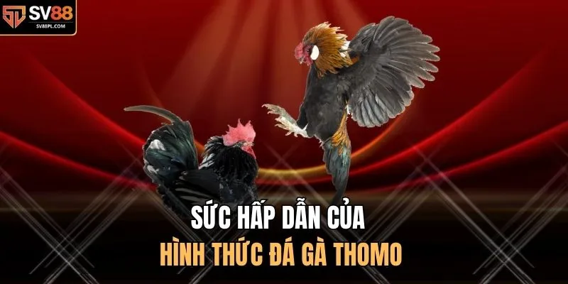 Sức hấp dẫn của hình thức đá gà Thomo